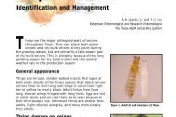 Магазины котиков