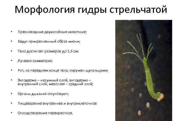 Кракен счастье